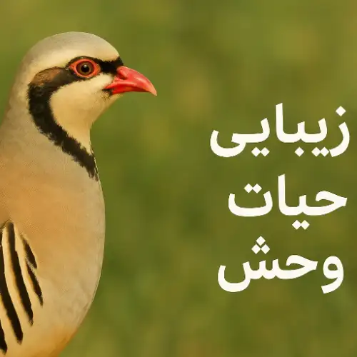 زیبایی حیات وحش 