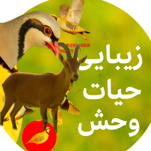 زیبایی حیات وحش 